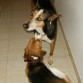 Pero sobretodo quiere mucho a Lucio, su nuevo "hermano", un mestizo de podenco con más razas, creo que con algo de husky por los ojos y puede que de pastor alemán. Pero a Enzo parece darle igual, se porta mucho mejor desde que adoptamos a Lucio, aconsejo a todo el mundo tener un compañero para su Beagle.