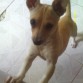 HOLA !!!! Soy Rango.... espero hacer amigos y saber que raza soy........ tchao.....