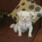 mi principe