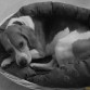Intentando dormir en su cama nueva 2