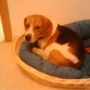 Dejame dormir!!!