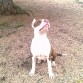 aki teneis a kayser,mi pitbull...aki tiene 7 meses
