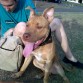 con las orejotas en alto, tenia un perro enfrente...