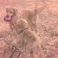 Oyeee; dame mi pelota!!! jajajaja jugando en el parque