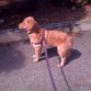 Caminando por el parque