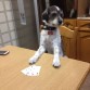 El pequeño jugador de poker