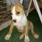 Ares con 3 meses