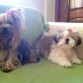 Yorkshire terrier Pepa Y Bilma Shih tzu