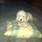 Sam descansando