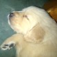 Mi dormilon