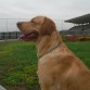 ALVIN EN.EL.PARQUE SAMANES