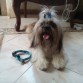 Hola,  aquí cumpli 9 meses y el collar es mi regalo de cumpleaños