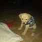 Cachorro de 2 meses