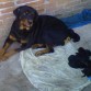 nacieron el 30 de diciembre del 2010