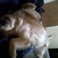 durmiendo