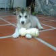 con su hueso