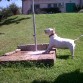 Nina, bull terrier, nieta de Gea I,de mi hermano. Nos dejó hace un par de meses. Muy juguetona, cariñosa y amante de los gatos. La echaremos de meno!!