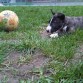 Raton con 2 meses
