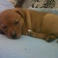 descansando en su mantita