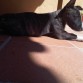 Raton con 2 meses y medio