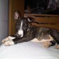 Raton con 2 meses