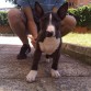 Raton con 3 meses
