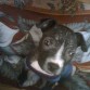 ES UNA AMERICAN PITBULL TERRIEr LA MAS NOBLE QUE JUEGA CON TODOS LOS NIÑOS MUY FIEL Y UNA MUY BUENA NINA. MILLY 
TENIA 1MES Y MEDIO, y un madito veterinario de morelia mich, en la salida salamanca la primera que esta,a mano derecha (entrando a morelia)  fue el causante de esta enfermedad, que le duro mas de 1 un mes, sarna por la mala igiene que tiene, jamas lleven a sus perros hay por favor. la mejor de morelia se llama LA MASCOTA en la col dr miguel silva.con el MVZ Alfredo Andrade C. Tel 3-12-73-75