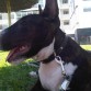 Raton con 4 meses