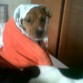 muerto frio