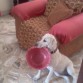 Solo kiere comer... (5meses - 20kg)