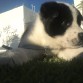 Hachi al mes y medio
