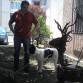 Hachi 4 meses 1/2 junto con mi papa