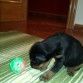 Aprendiendo a jugaar ..