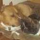 La siesta con un amigo