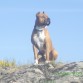 Como el rey leon