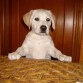 INDIA -2 MESES Y MEDIO-