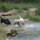 Nika con una amiga que encontro en el camping.