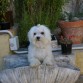 Talismán de la Hangarilla www.mascotasreales.com