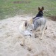 kurt y troya