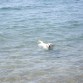 INDIA EN LA PLAYA