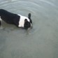 le encanta la playa, aqui estaba buceando para encontrar una piedra.