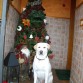 INDIA EN NAVIDAD