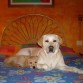 INDIA Y TOWANDA SE VAN A LA CAMA