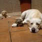 INDIA Y TOWANDA TOMANDO EL SOL EN CASA ACOMPAÑADAS DE MANÁ-LA TORTUGA-