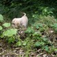TOWANDA INVESTIGANDO EN LA NATURALEZA