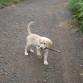 TOWANDA EN SU PASEO DIARIO