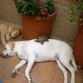 INDIA Y TOWANDA TOMANDO EL SOL EN CASA ACOMPAÑADAS DE MANÁ-LA TORTUGA-