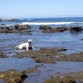 INDIA EN LA PLAYA