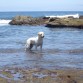 INDIA EN LA PLAYA
