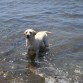 INDIA EN LA PLAYA